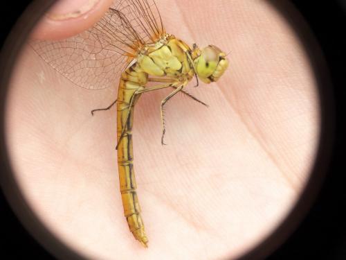 Sympetrum meridionale
